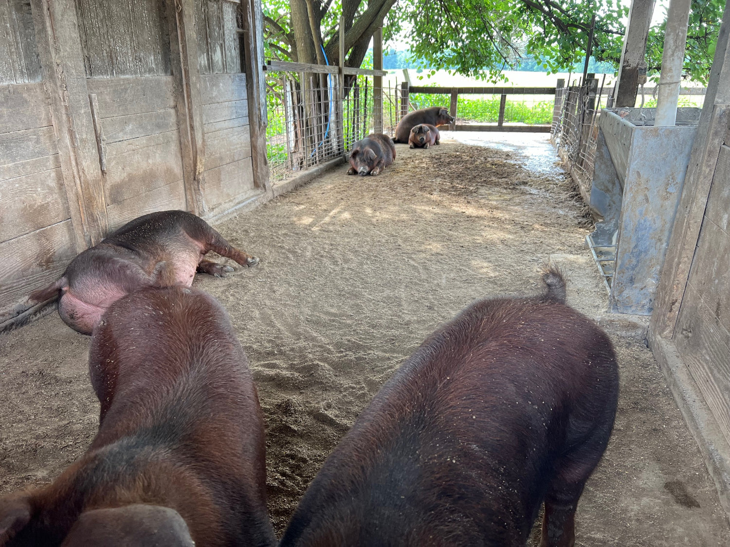 Stock Your Freezer With A Whole Hog