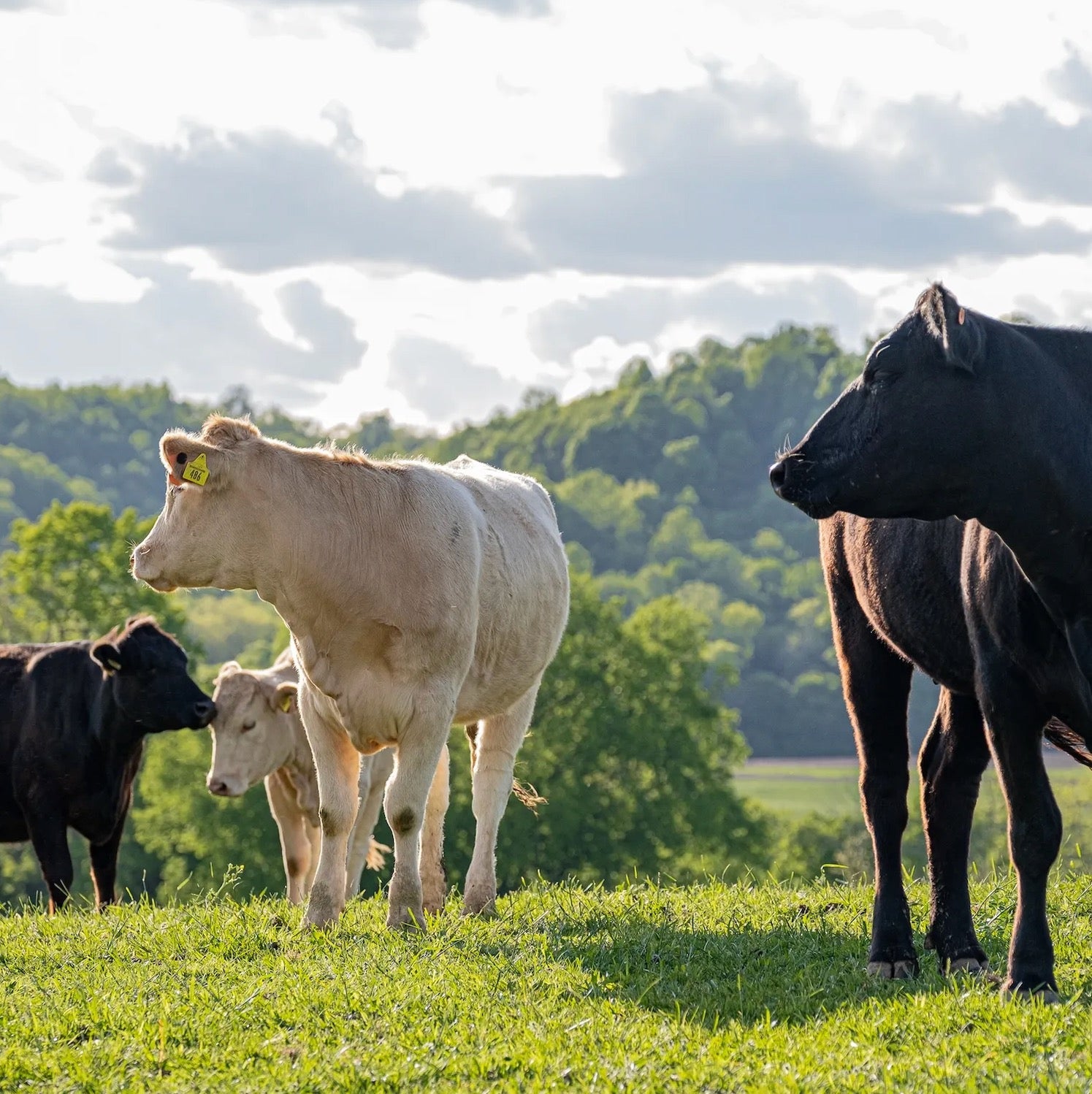 The Future of Farm-to-Table in Middle Tennessee