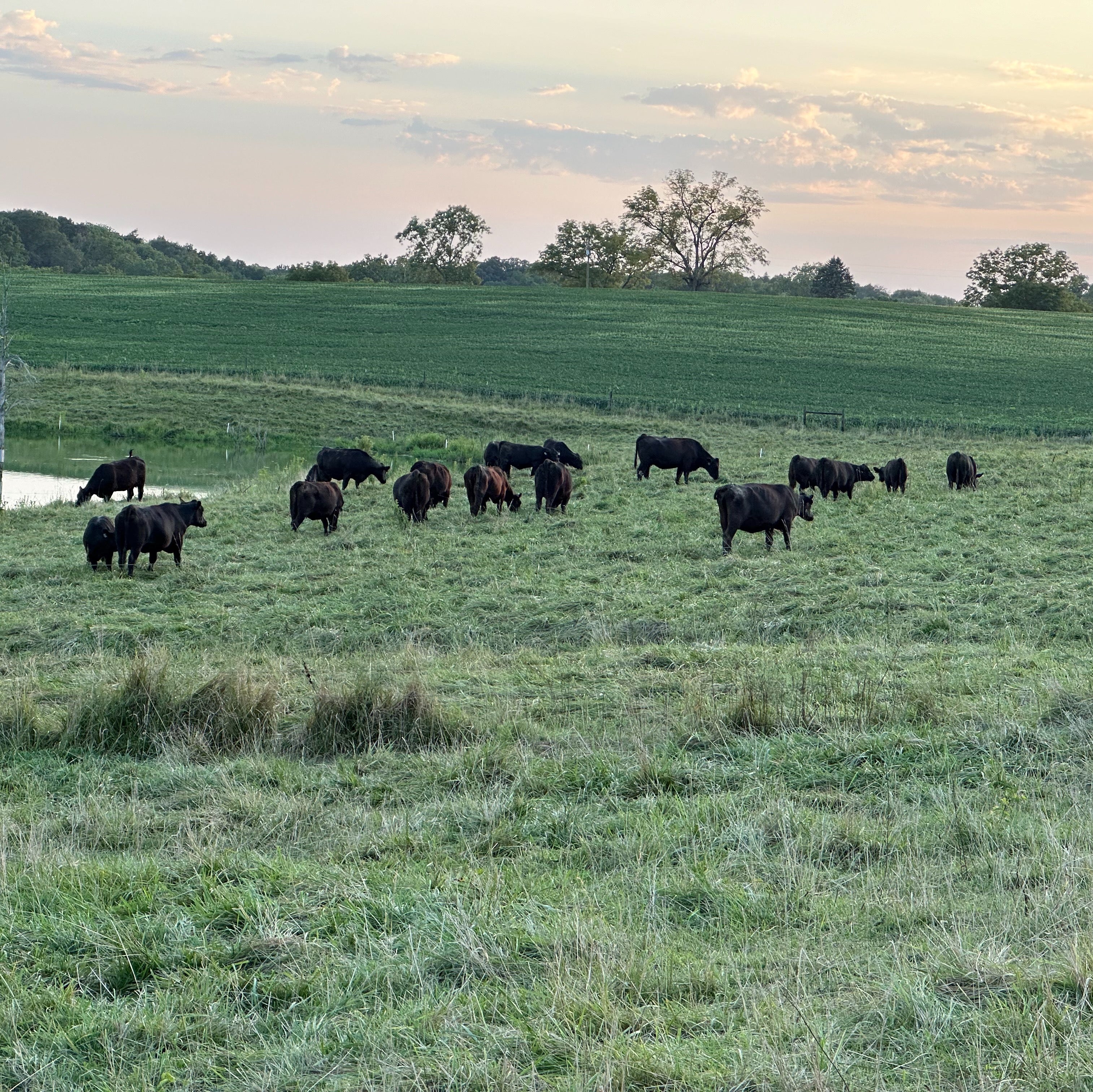 All American Angus Half Cow